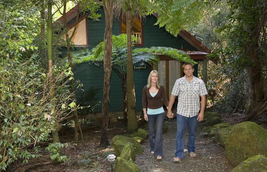 Villa Springbrook Lyrebird Retreat Exterior foto